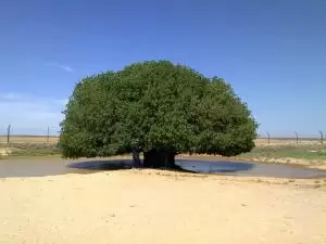 تأجير قطعة ارض