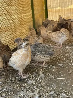 موجود فري سمان