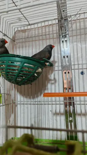 بعد الصلاة عالنبي جوز جنة شاركول حجم سوبر