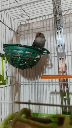 بعد الصلاة عالنبي جوز جنة شاركول حجم سوبر