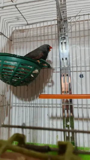 بعد الصلاة عالنبي جوز جنة شاركول حجم سوبر