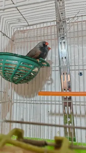 بعد الصلاة عالنبي جوز جنة شاركول حجم سوبر