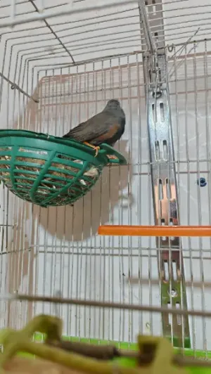 بعد الصلاة عالنبي جوز جنة شاركول حجم سوبر