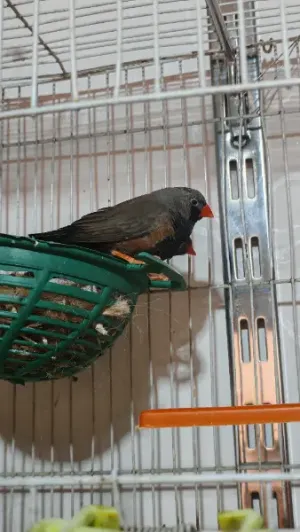 بعد الصلاة عالنبي جوز جنة شاركول حجم سوبر