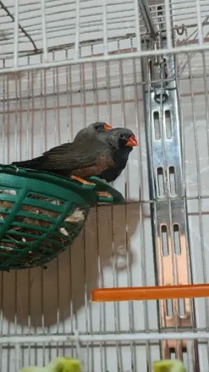 بعد الصلاة عالنبي جوز جنة شاركول حجم سوبر