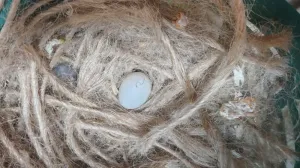 بعد الصلاة عالنبي جوز جنة شاركول حجم سوبر