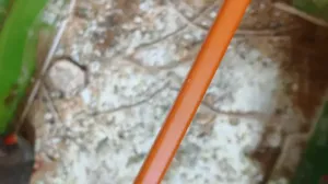 بعد الصلاة عالنبي جوز جنة شاركول حجم سوبر