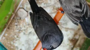 بعد الصلاة عالنبي جوز جنة شاركول حجم سوبر