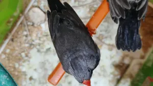 بعد الصلاة عالنبي جوز جنة شاركول حجم سوبر