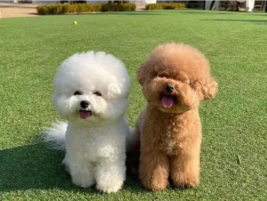 مطلوب عامل للاعتناء بحيوان اليف لفترة مؤقتة