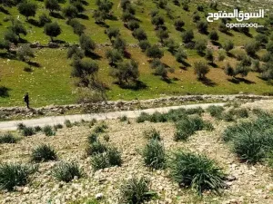 ارض للبيع في مرصع على حدود أراضي عمان