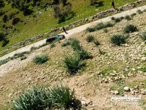 ارض للبيع في مرصع على حدود أراضي عمان