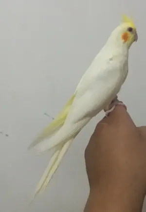 ببغاء كوكتيل لاتينو اليف 💯❤️