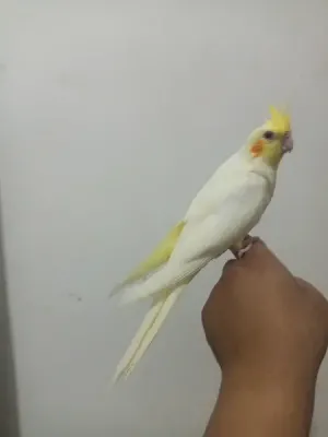 ببغاء كوكتيل لاتينو اليف 💯❤️