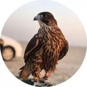 الصقر