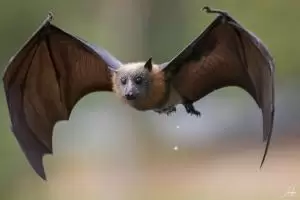 خفاش