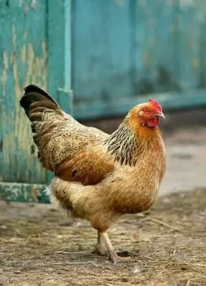 دجاج