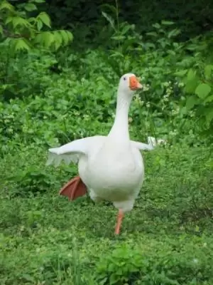 البط
