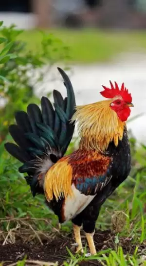 ديك