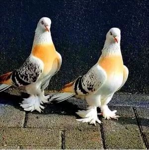 حمام