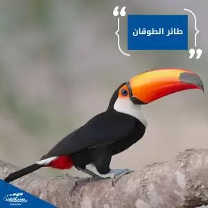 طوقان