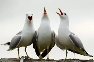 القطرس