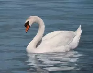 البجعة