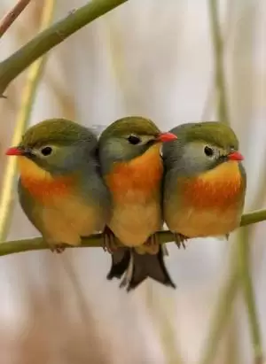 العندليب