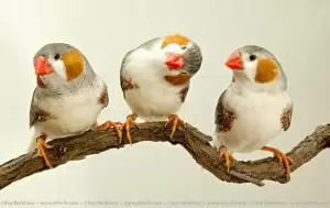 الزيبرا