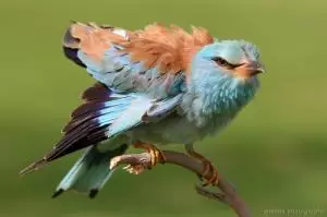 الخاضور