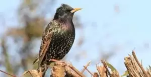 الزرزور