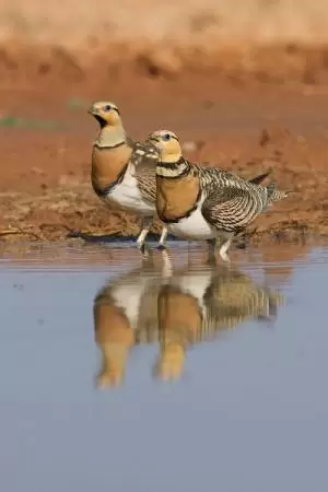 القطاة