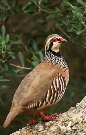 حجل