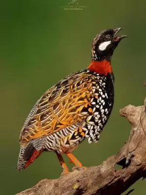 حجل الدرج