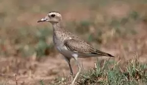 وز الربيع