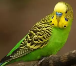 البادجي