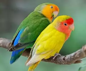 طيور الحب