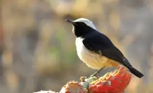 الفقاقة