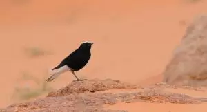 ام الغرير