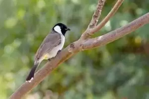 بربيت الاذن البيضاء