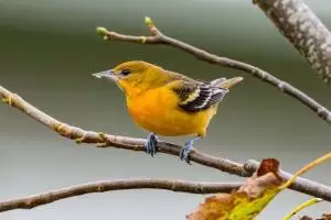 الاقطروس العرعري