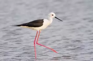 ابو المغازل