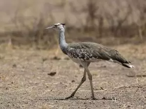 الحبارى