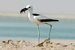 زقزاق السرطان