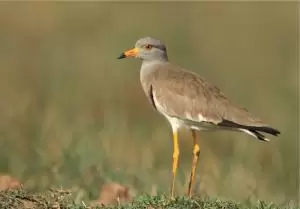 ابوطيط رمادي