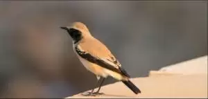 الابلق
