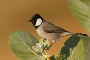 البلبل
