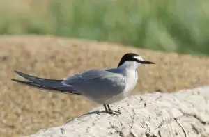 خرشنة الوتيانة
