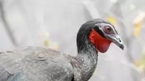 غوان ابيض الاجنحة