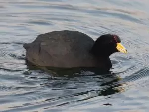 غرة اردوازية